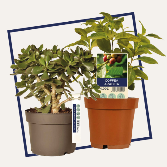 Utskrivbare skilt for planter og blomster