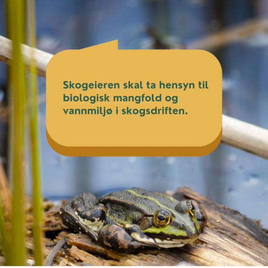 Bilde med frosk hvor det står at skogeiere skal ta hensyn til biologisk mangfold og vannmiljø.